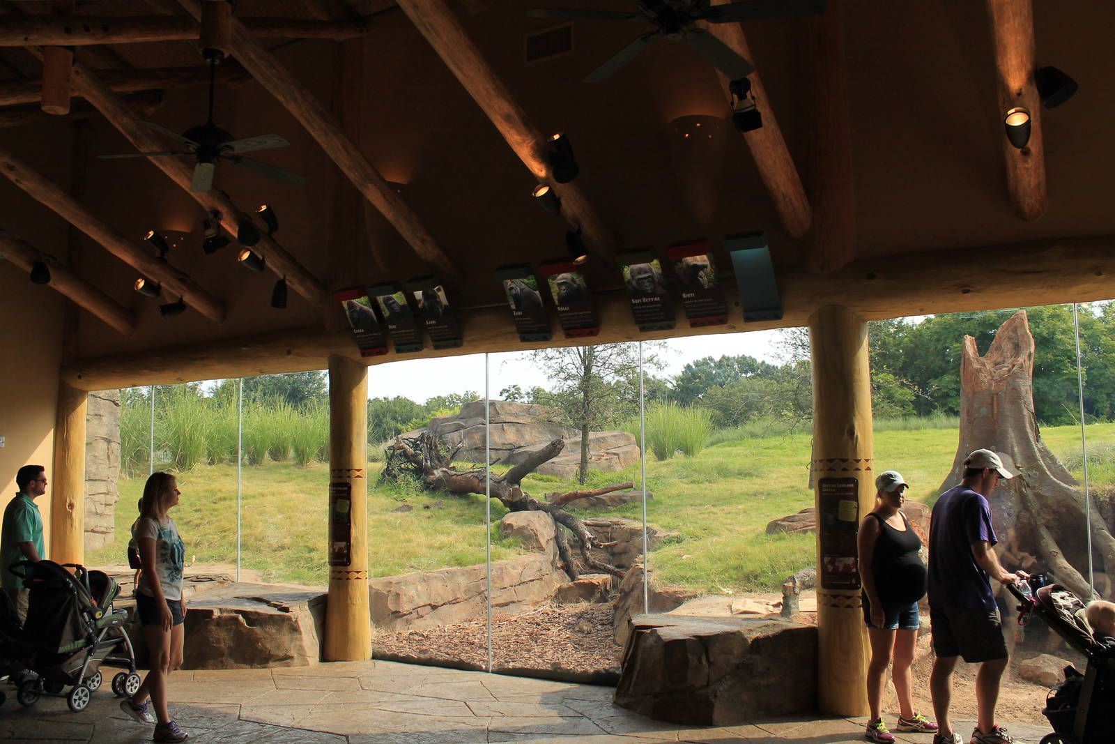Gorilla/Red River Hog exhibit