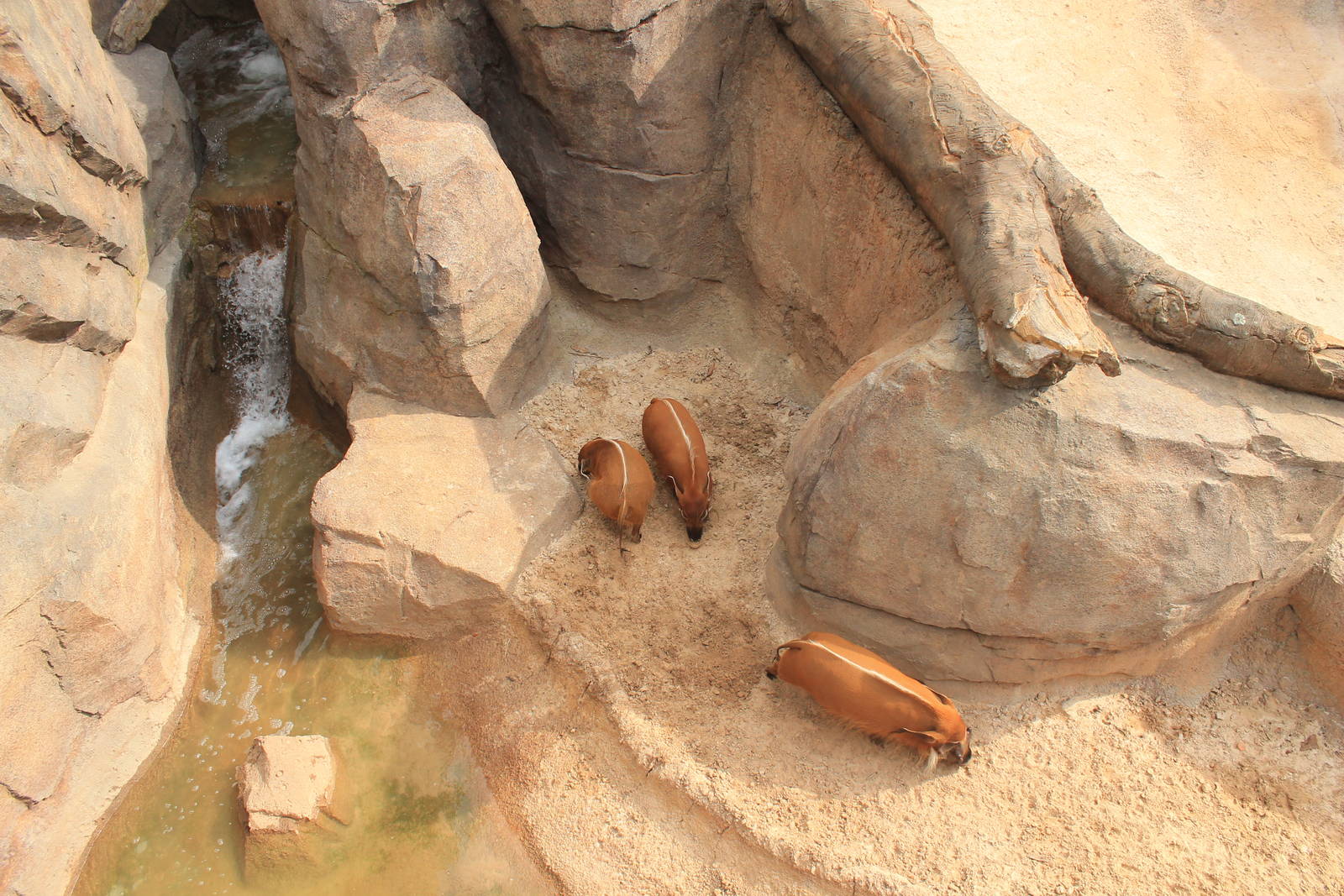 Gorilla/Red River Hog exhibit
