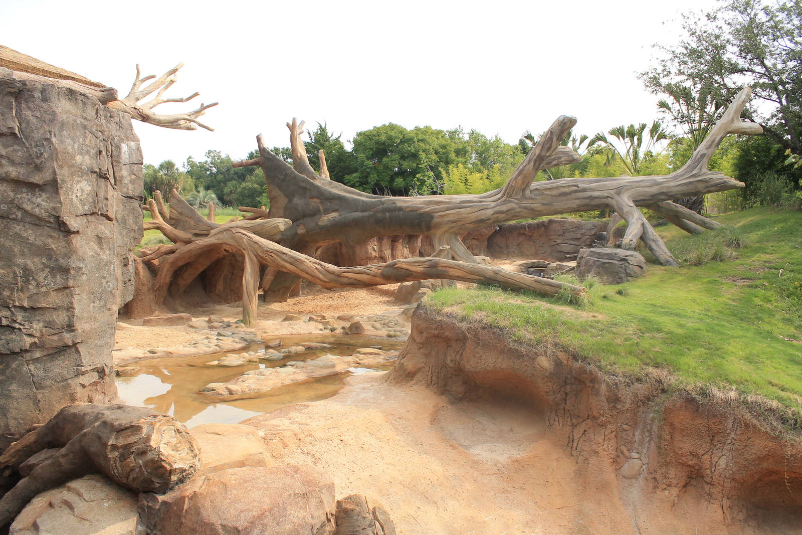 Gorilla/Red River Hog exhibit