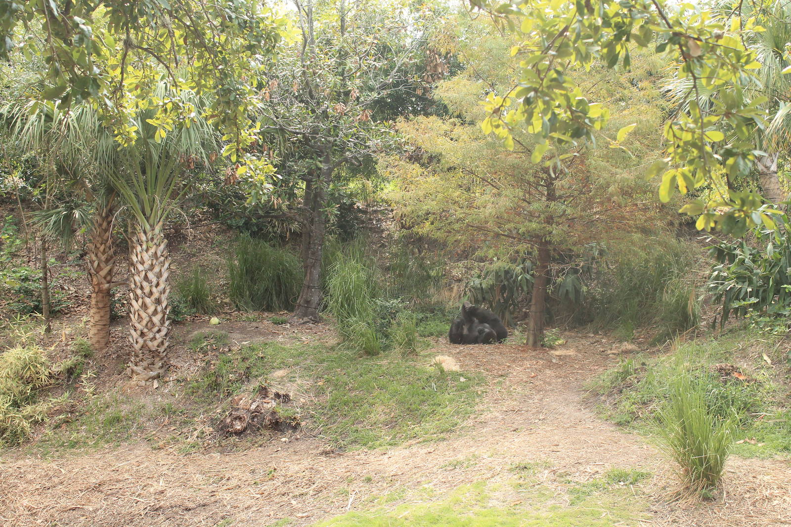 Gorilla/Red River Hog exhibit