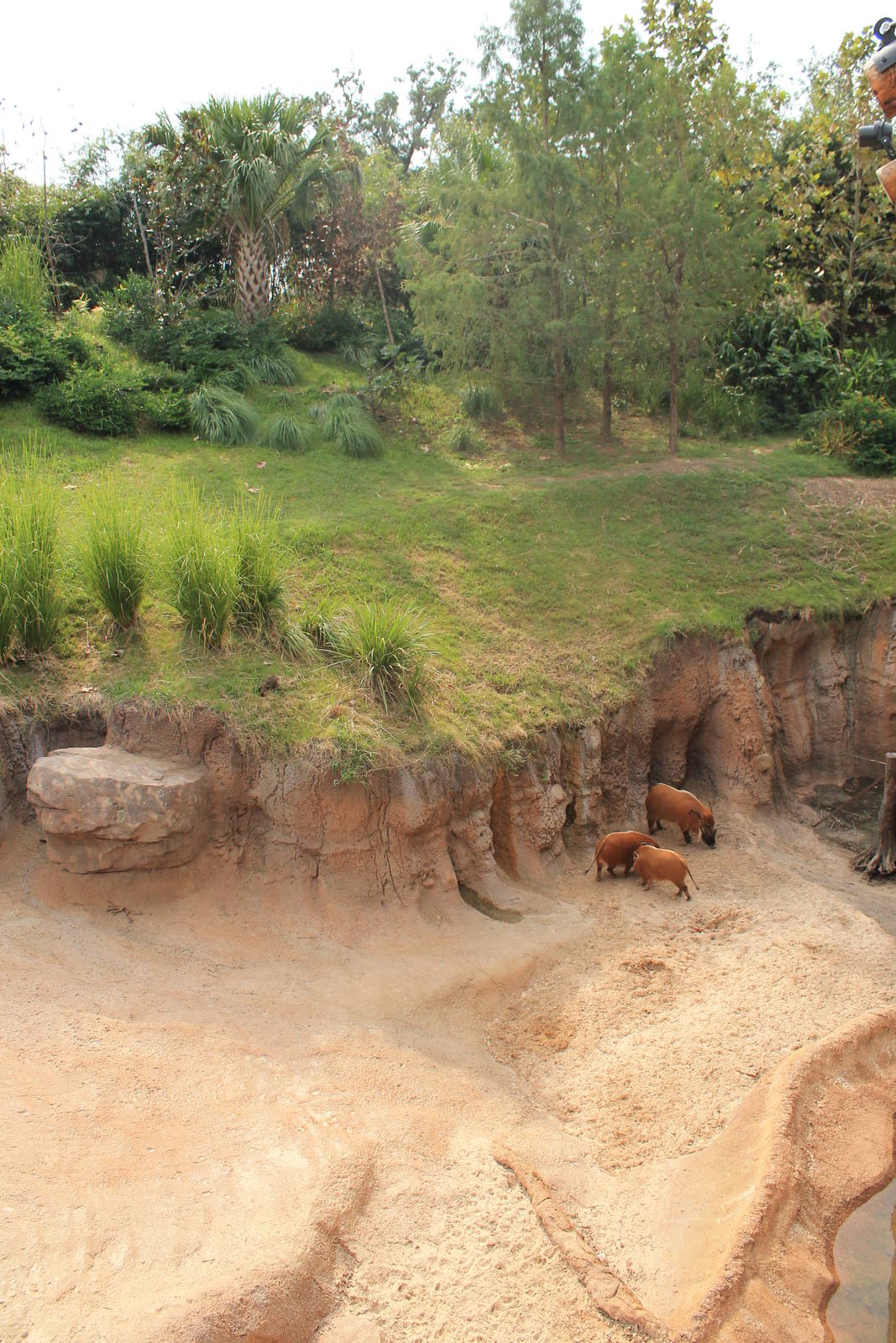Gorilla/Red River Hog exhibit
