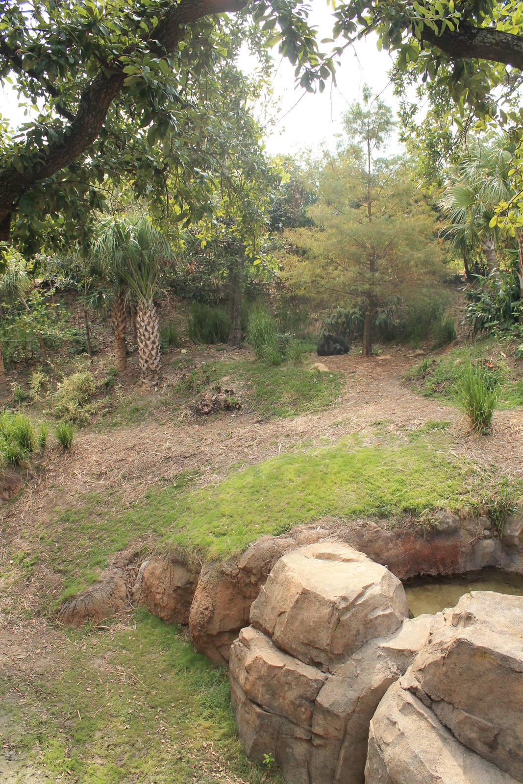 Gorilla/Red River Hog exhibit