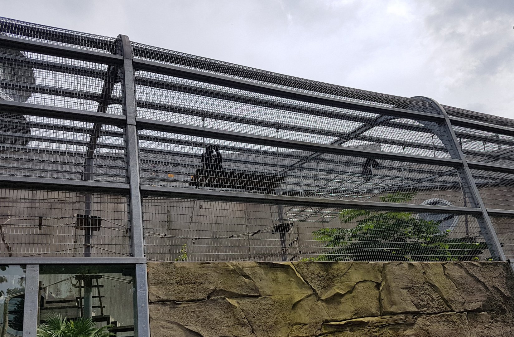 Gorilla - Roloway monkey outdoor enclosure