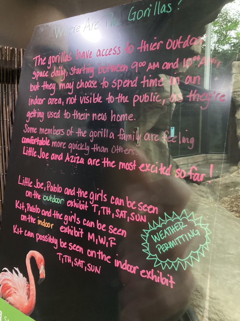 Gorilla Rotation Schedule