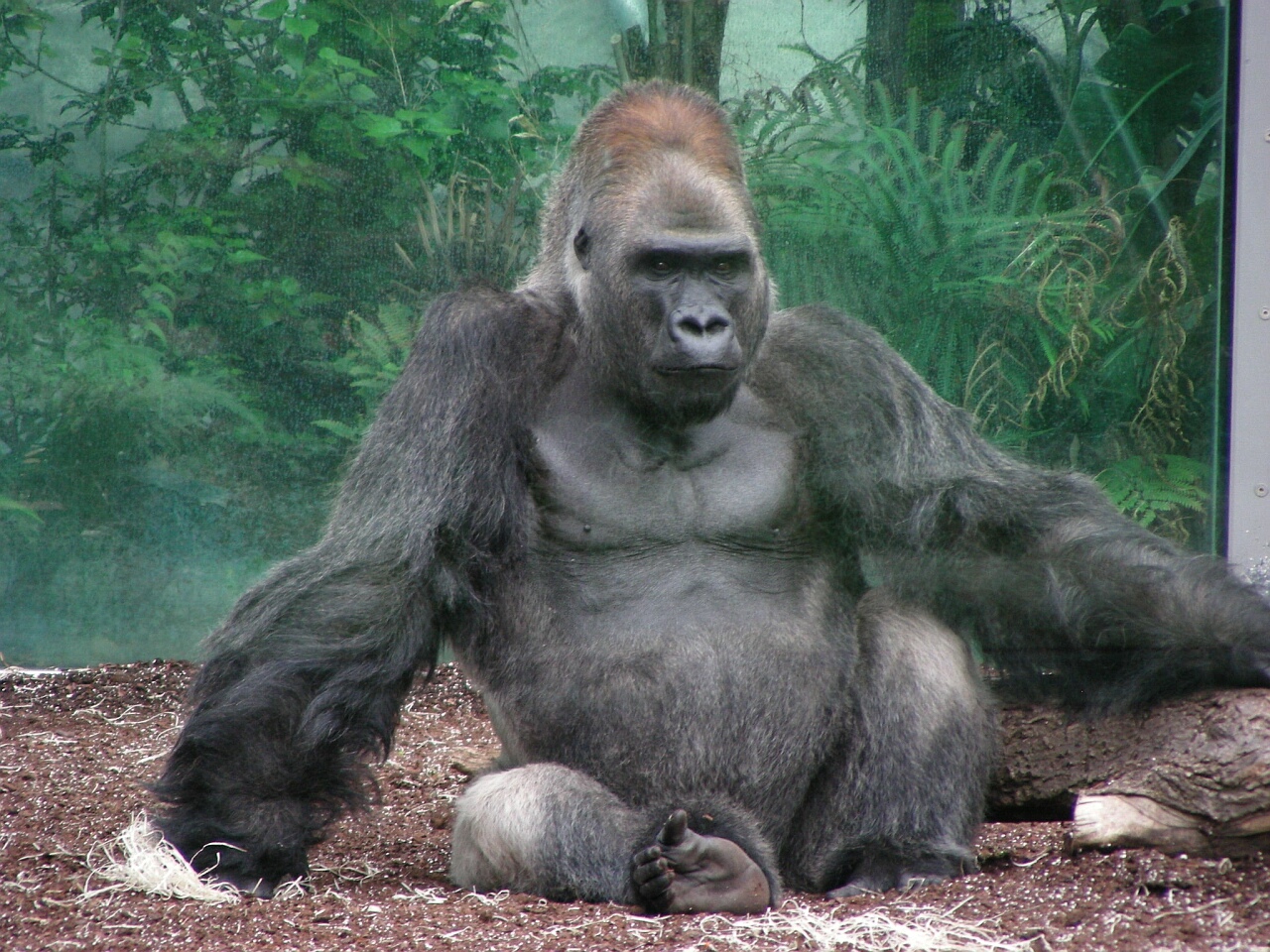 Gorilla: Roututu