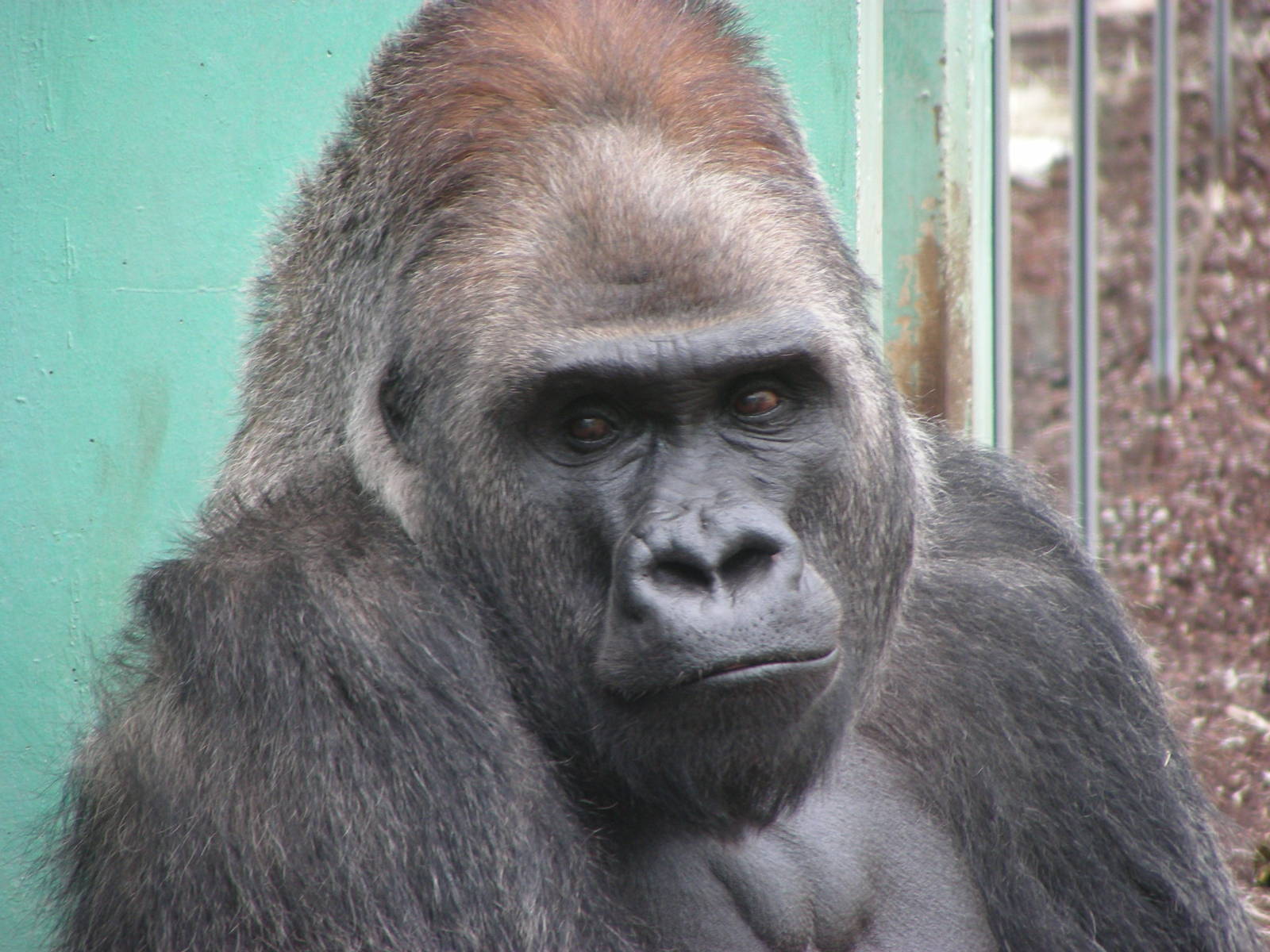 Gorilla: Roututu