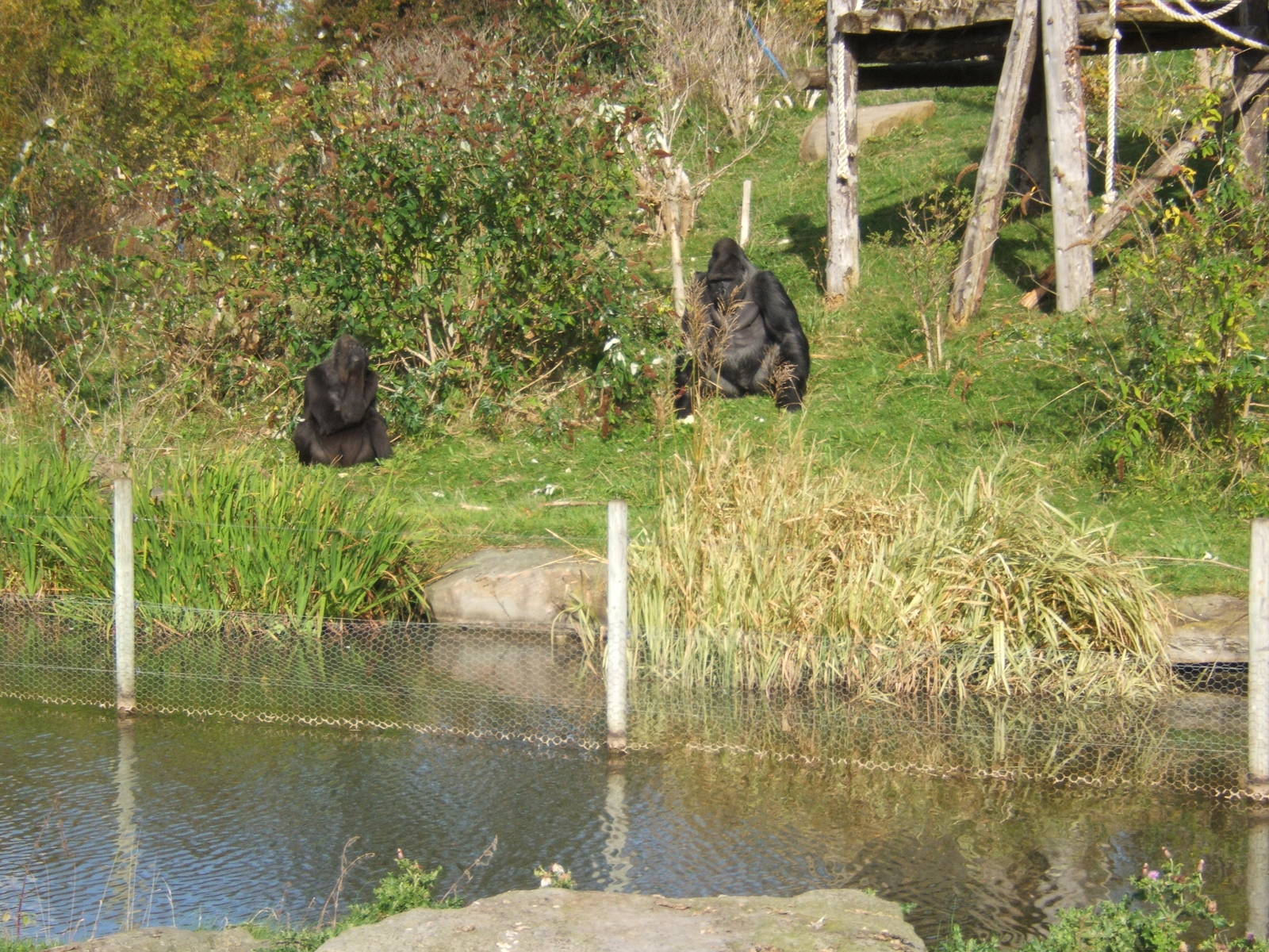 Gorilla`s on island