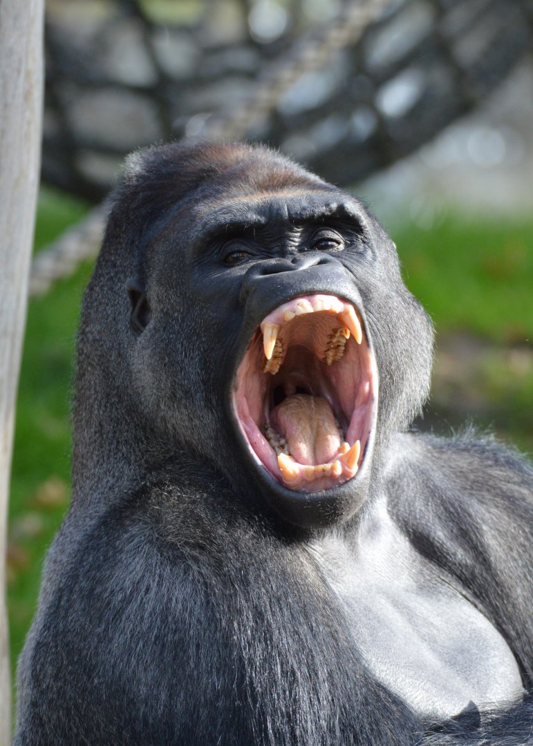 Gorilla Sango yawning