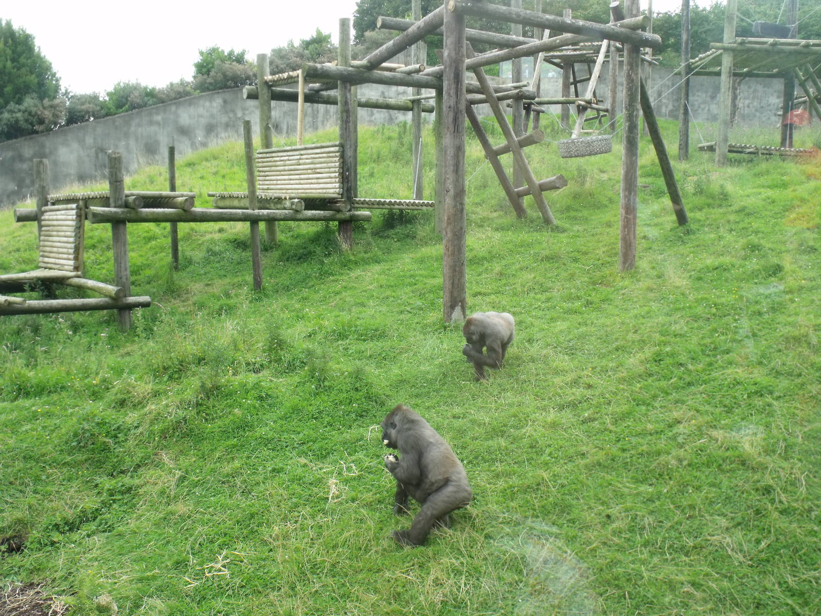 Gorilla scatter feed time
