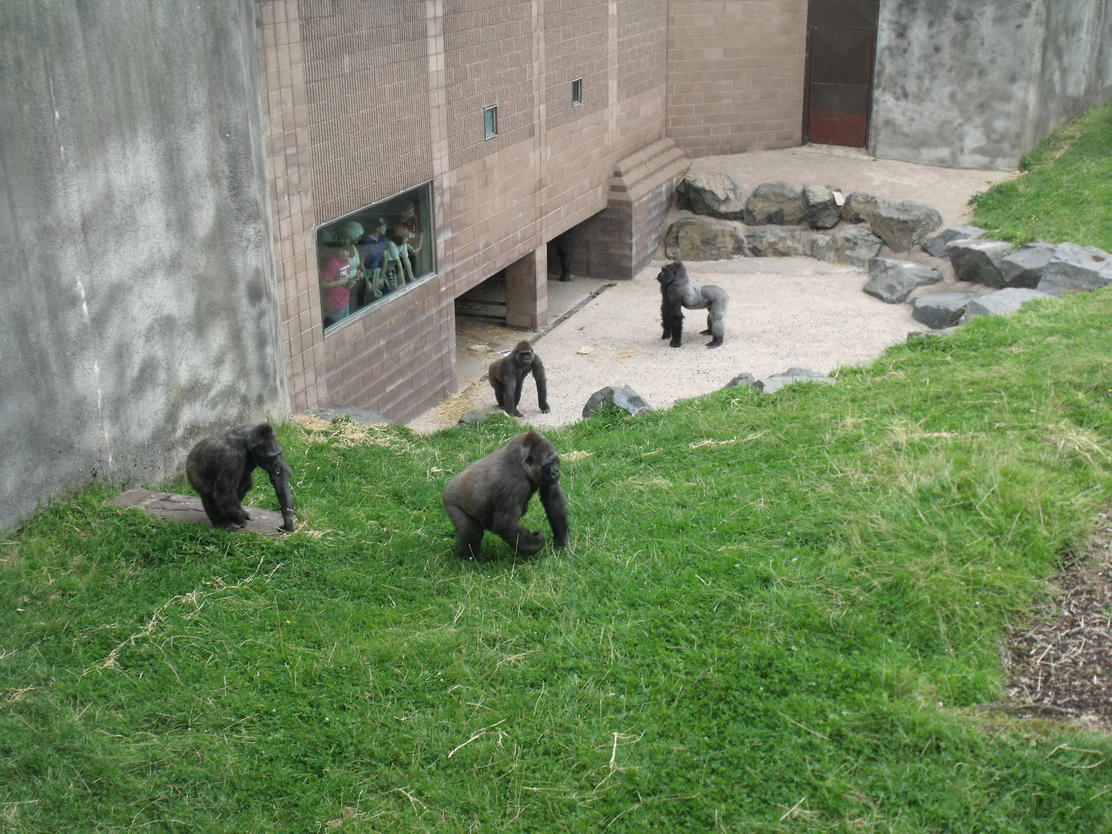 Gorilla scatter feed