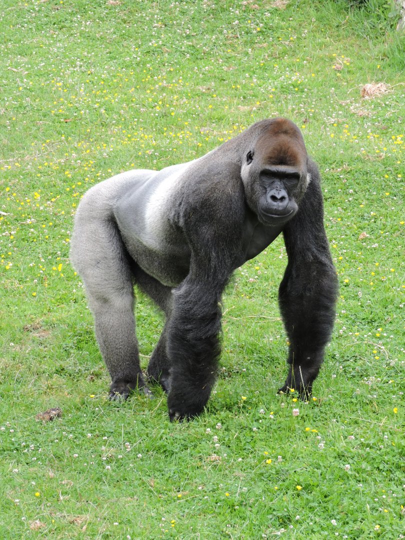 Gorilla scatter feed