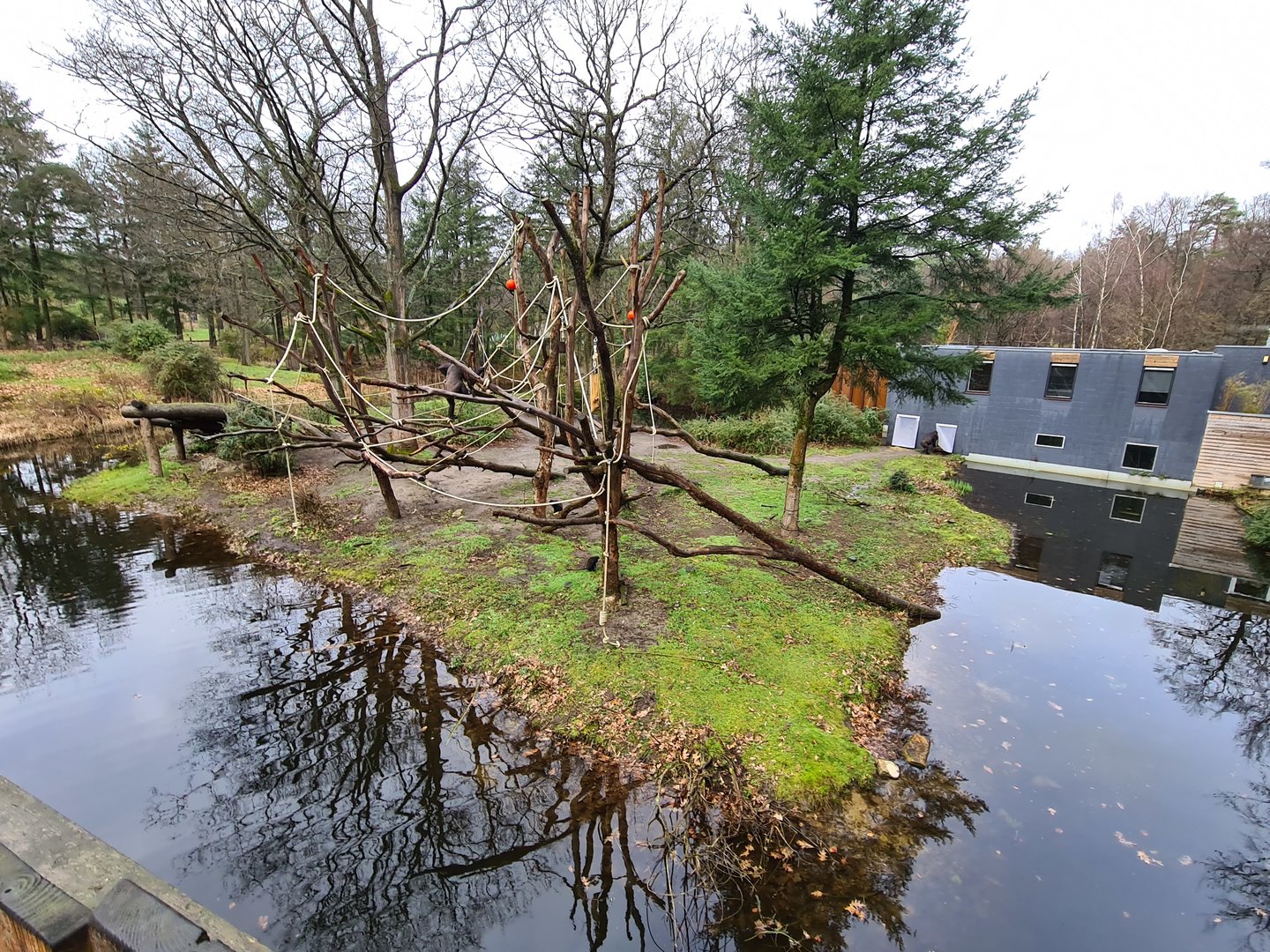 Gorilla separation island