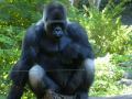 Gorilla, september 2006