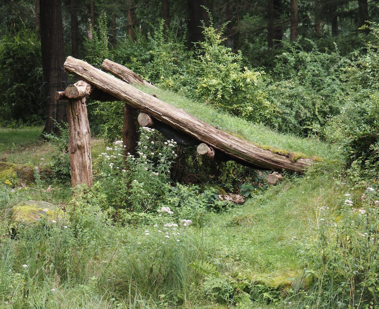 Gorilla shelter, 2024-08-18