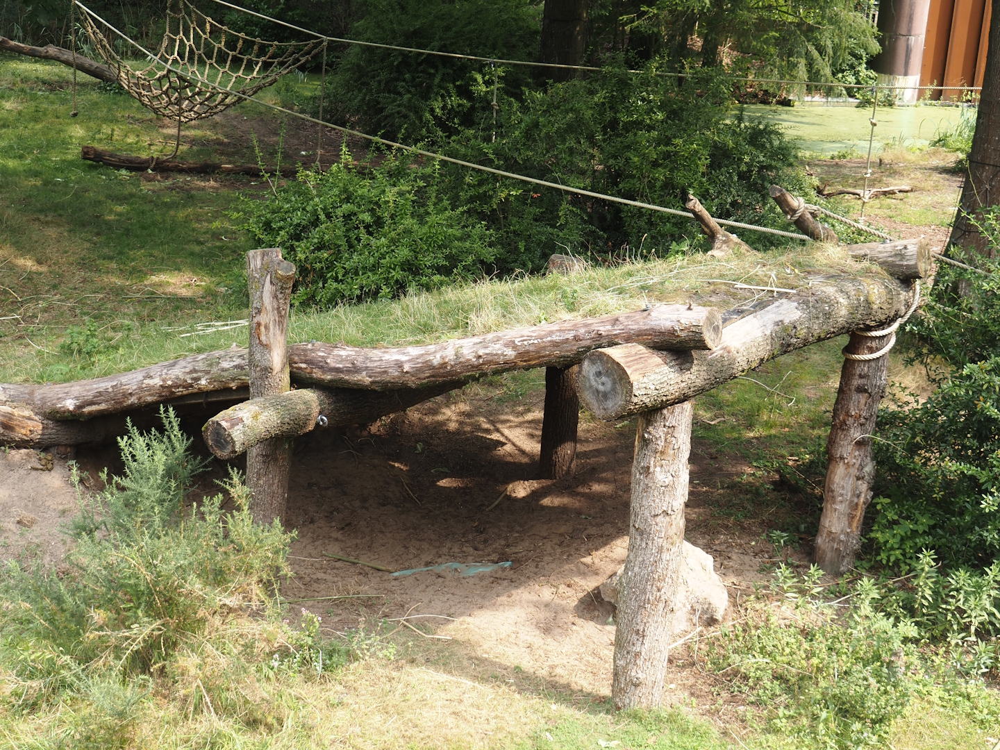 Gorilla shelter, 2024-08-18