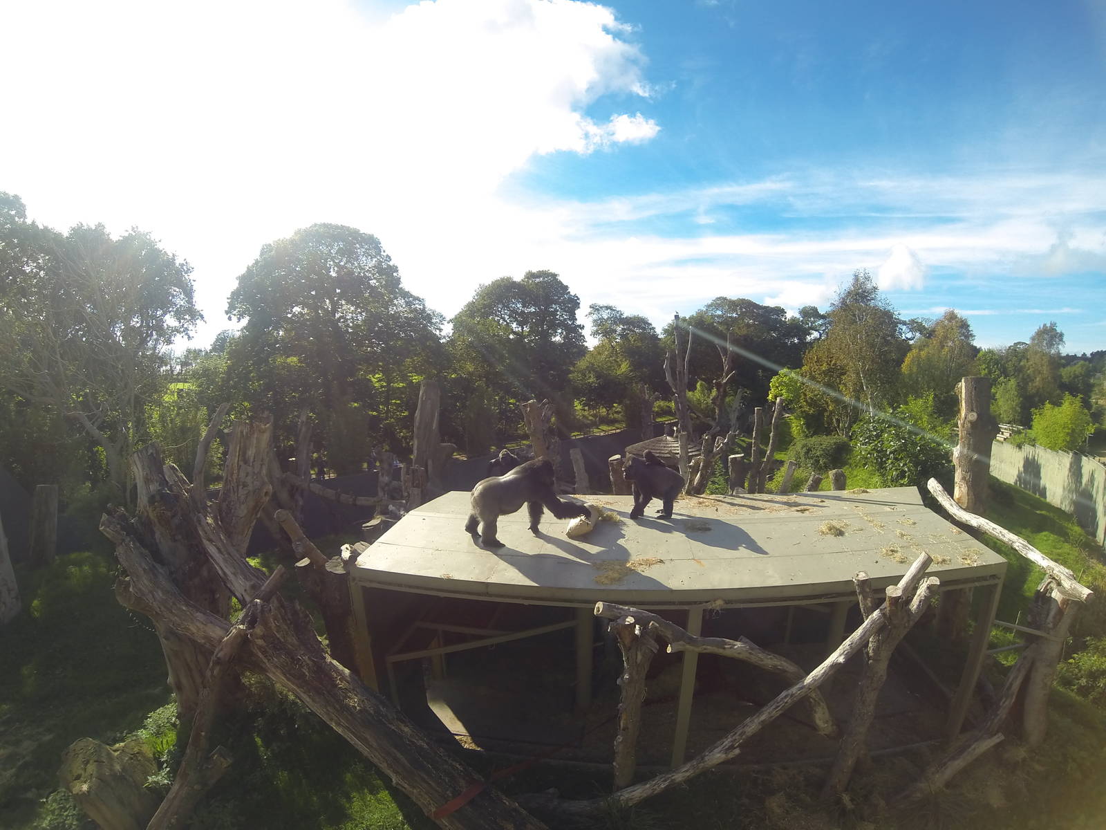 Gorilla shelter roof