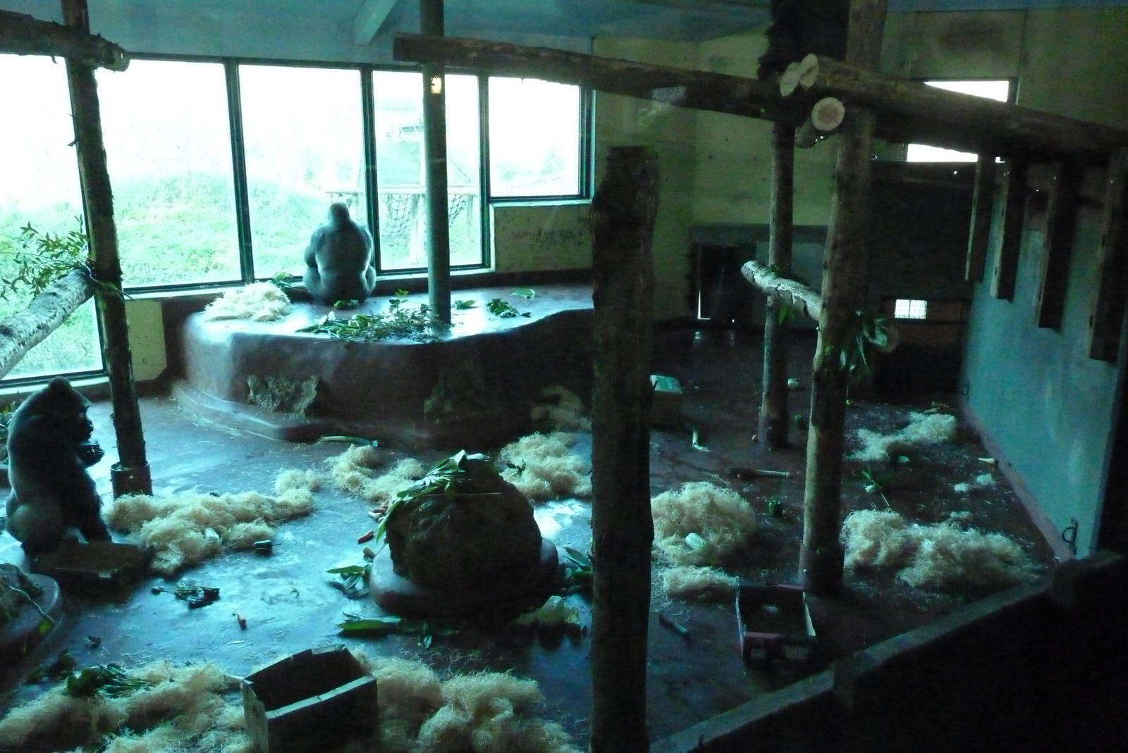 Gorilla show den, January 2016