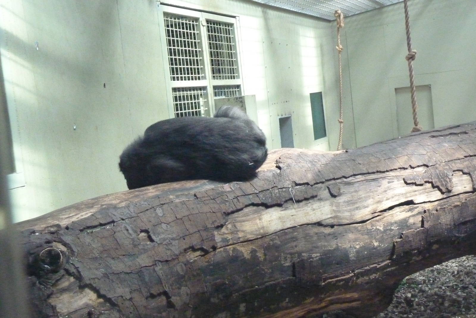Gorilla show den, July 2016