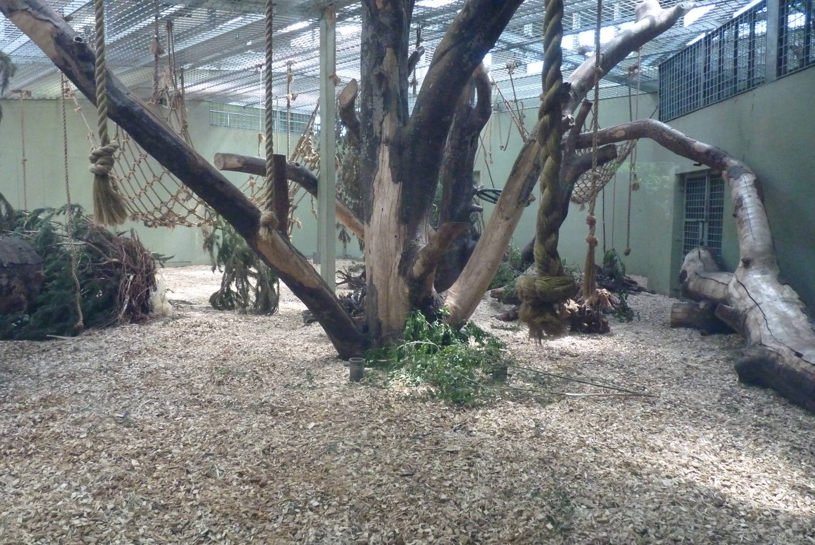 Gorilla show den, July 2016