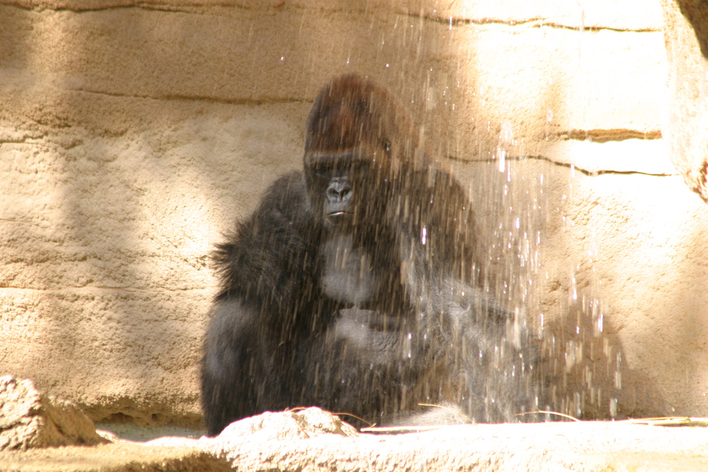 Gorilla Shower