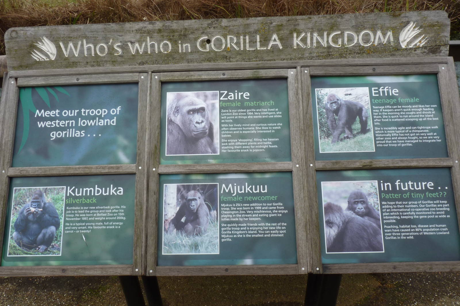 Gorilla Sign, 9 February 2014