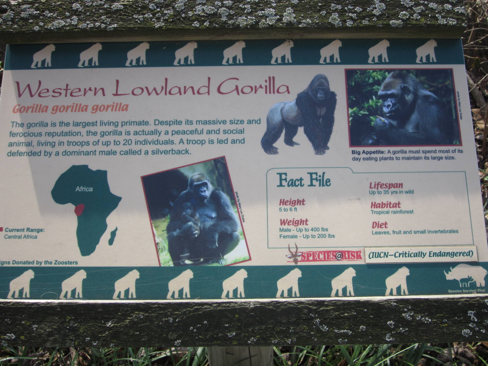 Gorilla Sign at Gorilla World