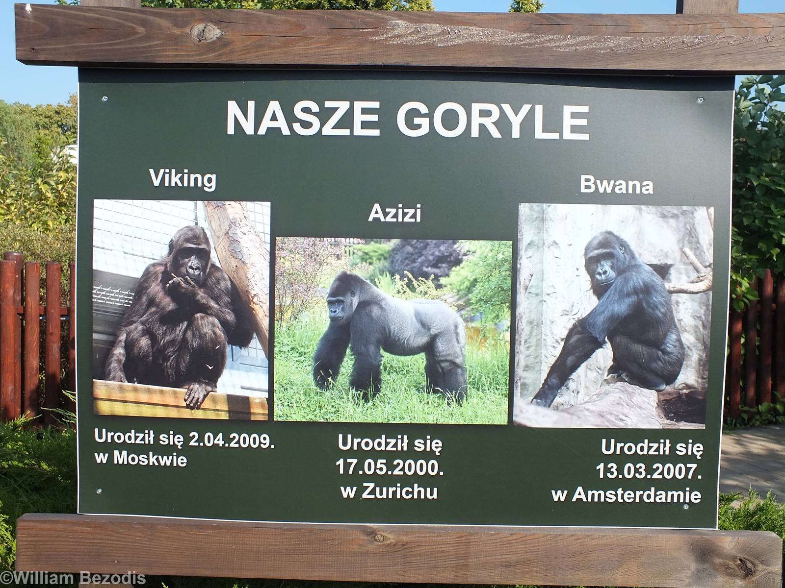 Gorilla Sign