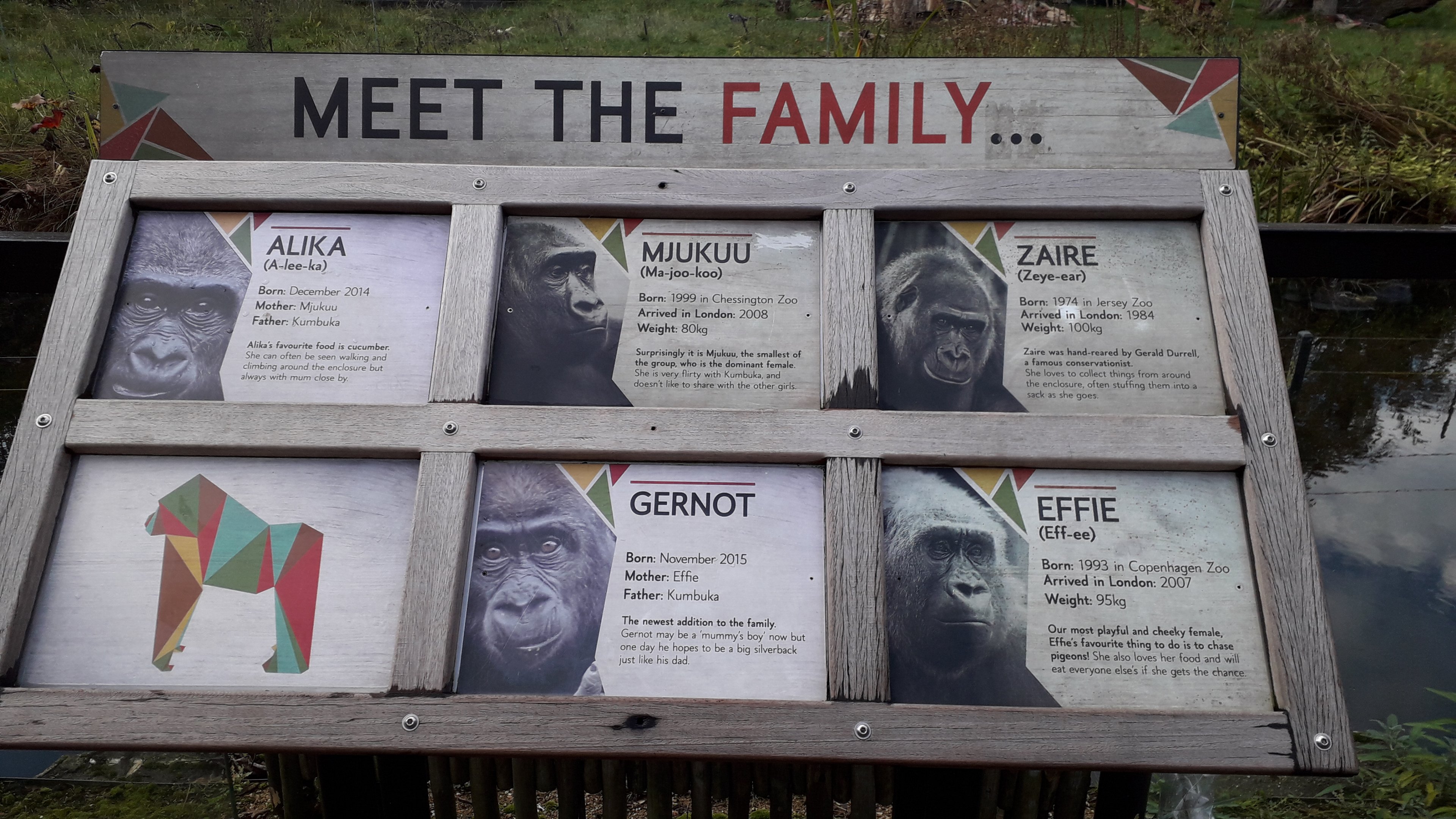 Gorilla signage 10 November 2019