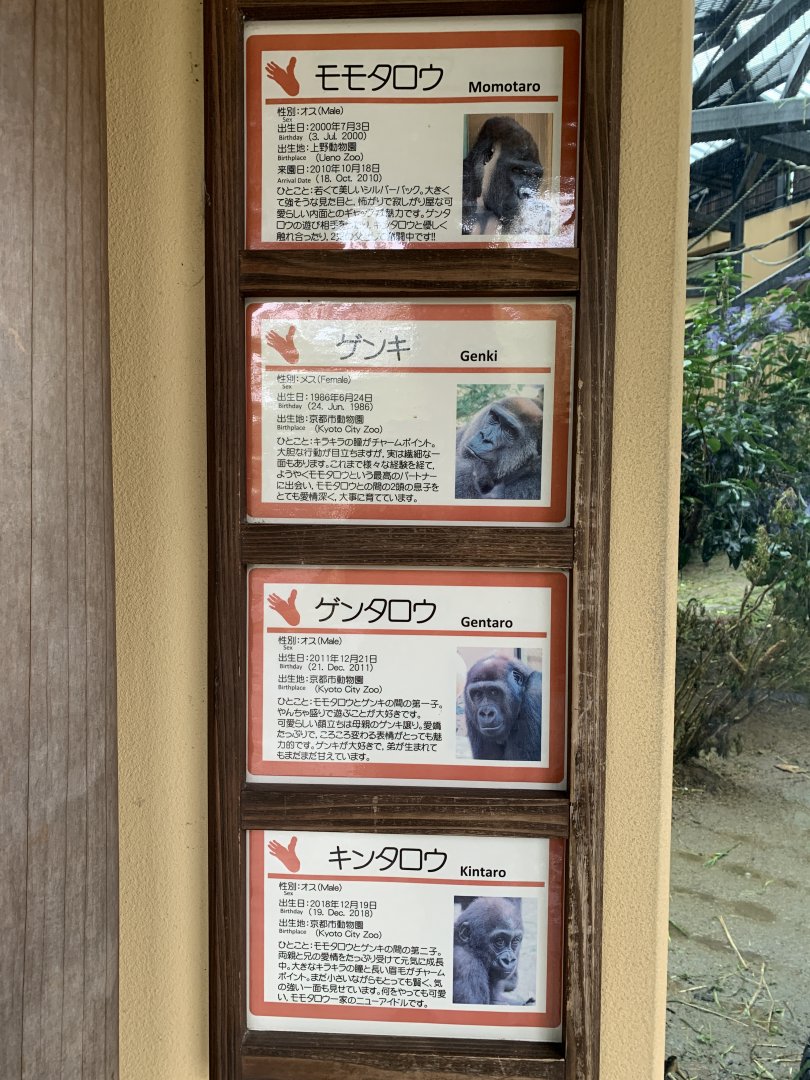 Gorilla Signs