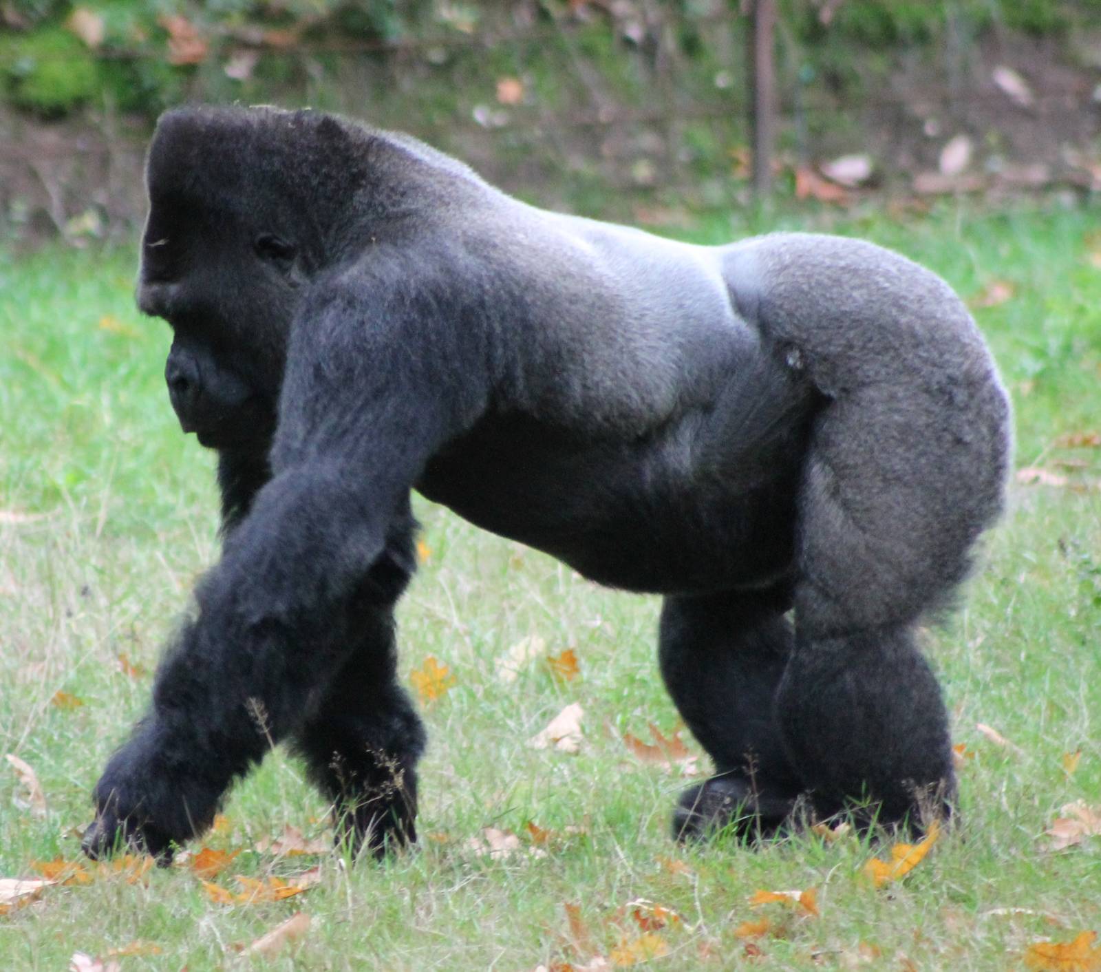 Gorilla silverback