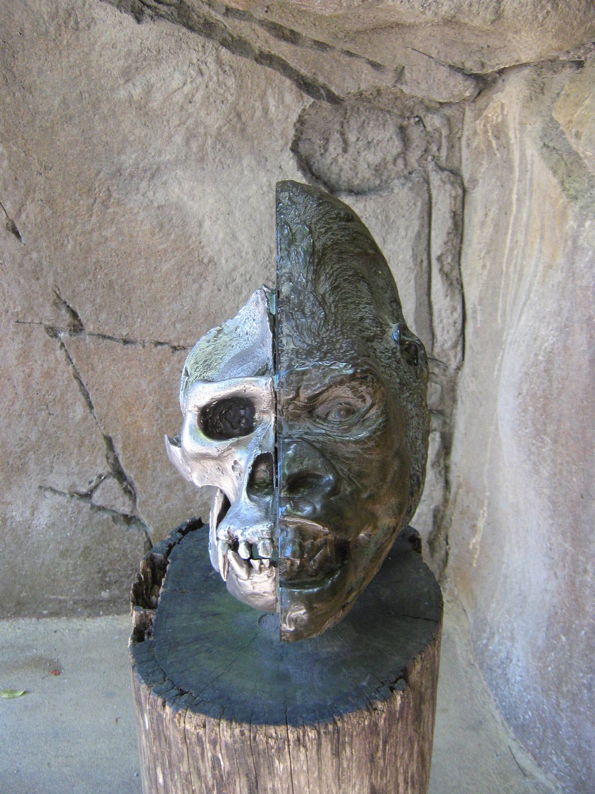 gorilla skull display
