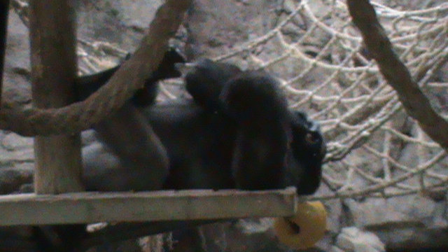 Gorilla sleeping
