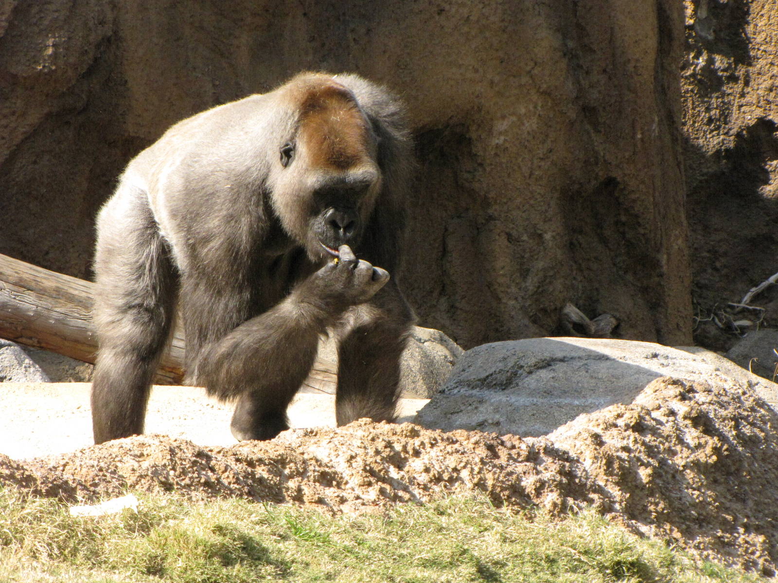 Gorilla Snack Time