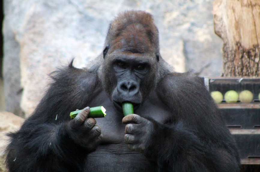 Gorilla Snacking on a Cucumber