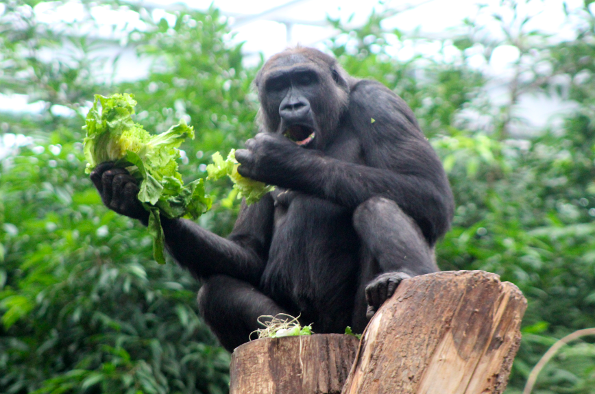 Gorilla Snacking on Lettuce
