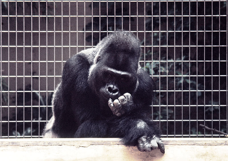Gorilla Stefi 1973