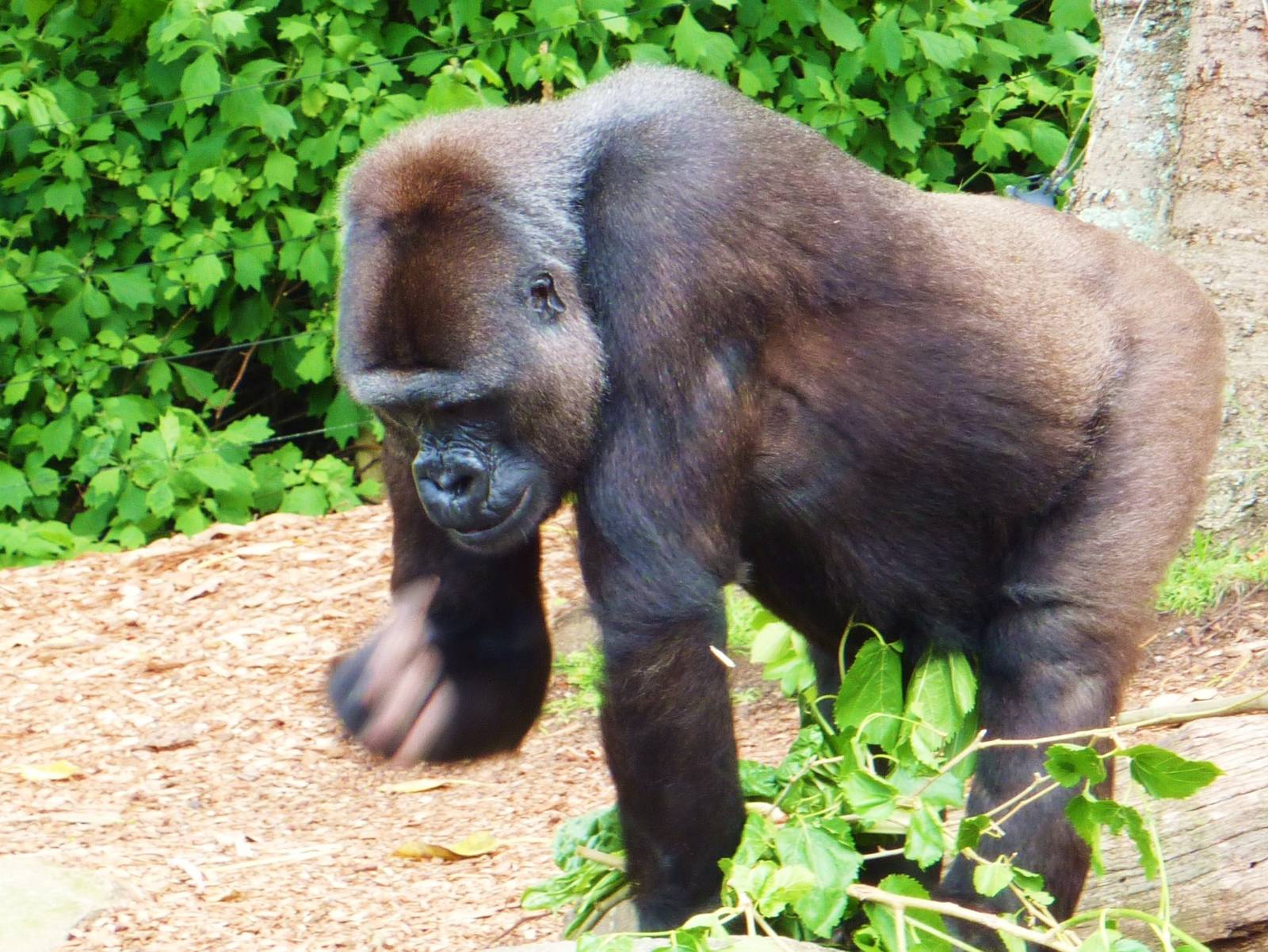 Gorilla, Taronga Zoo - 13 Nov 2009