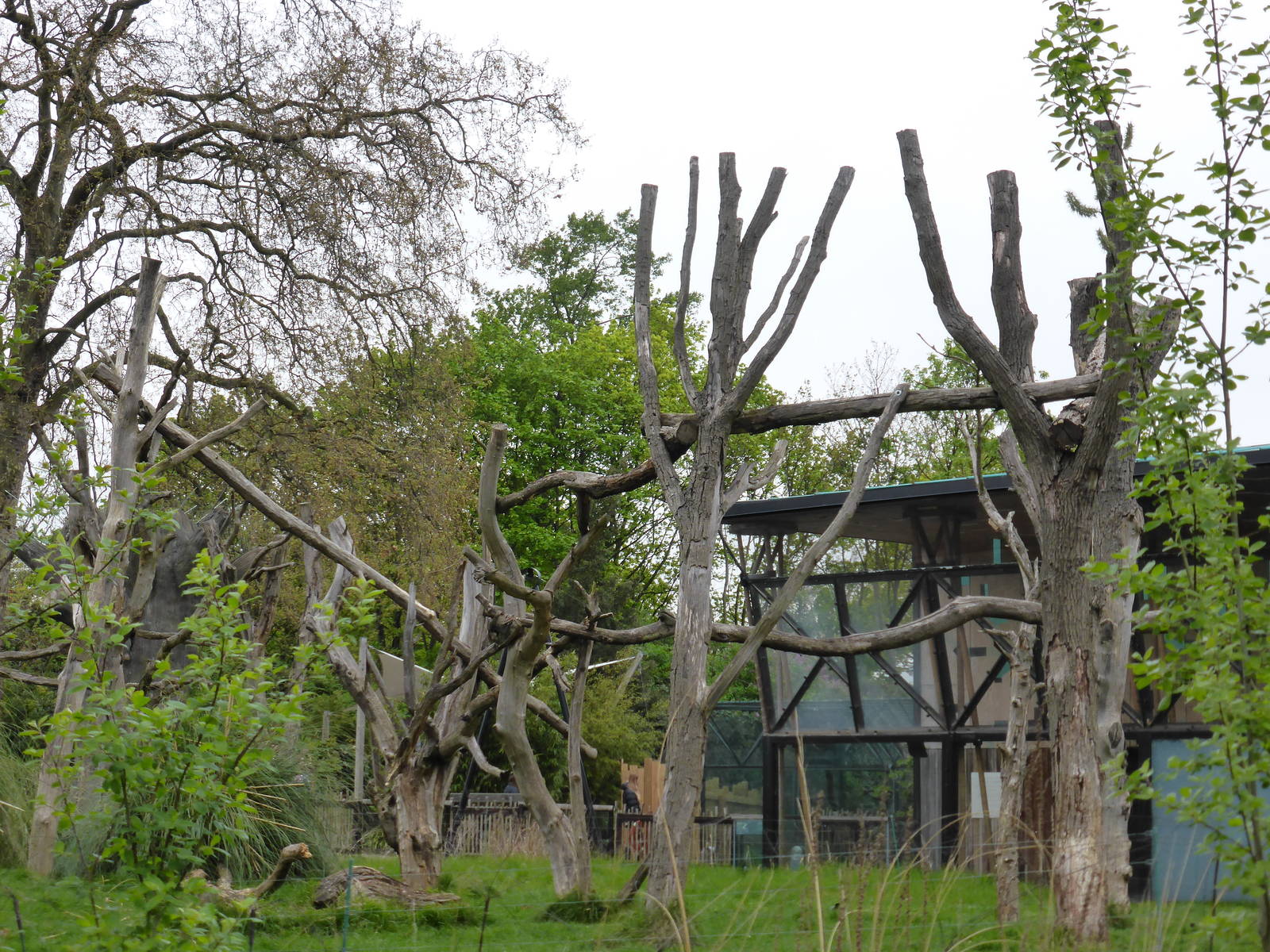 Gorilla territory April 2014