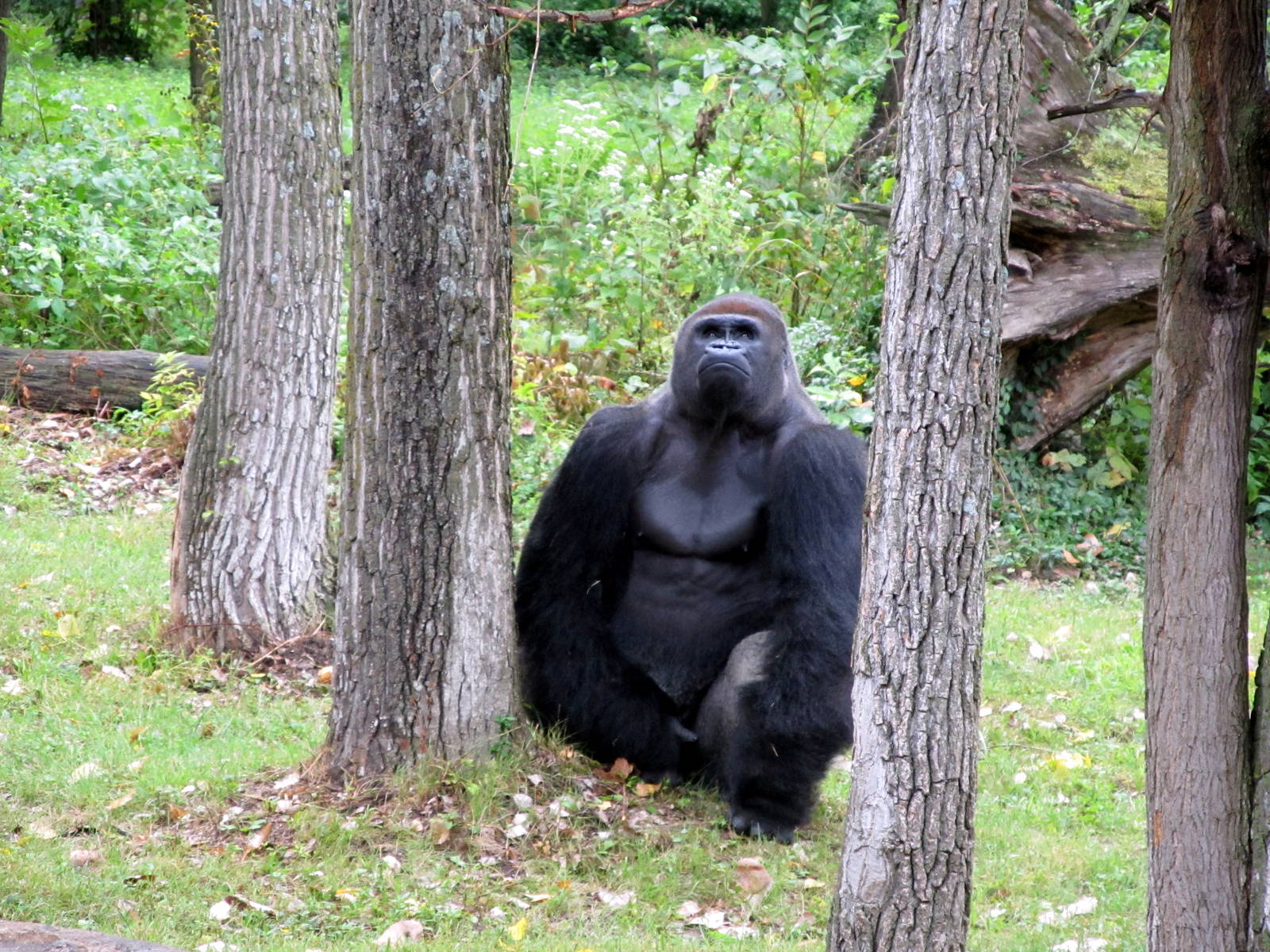 Gorilla Thinking Climbing the Tree