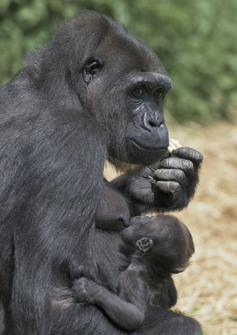 Gorilla Touni and infant