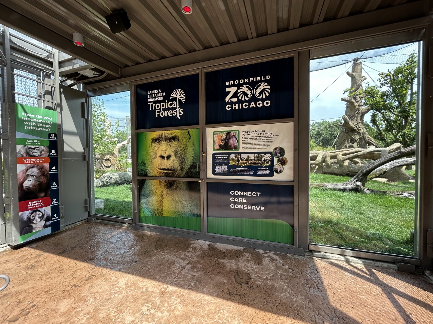 Gorilla Training Window - Tropical Forests