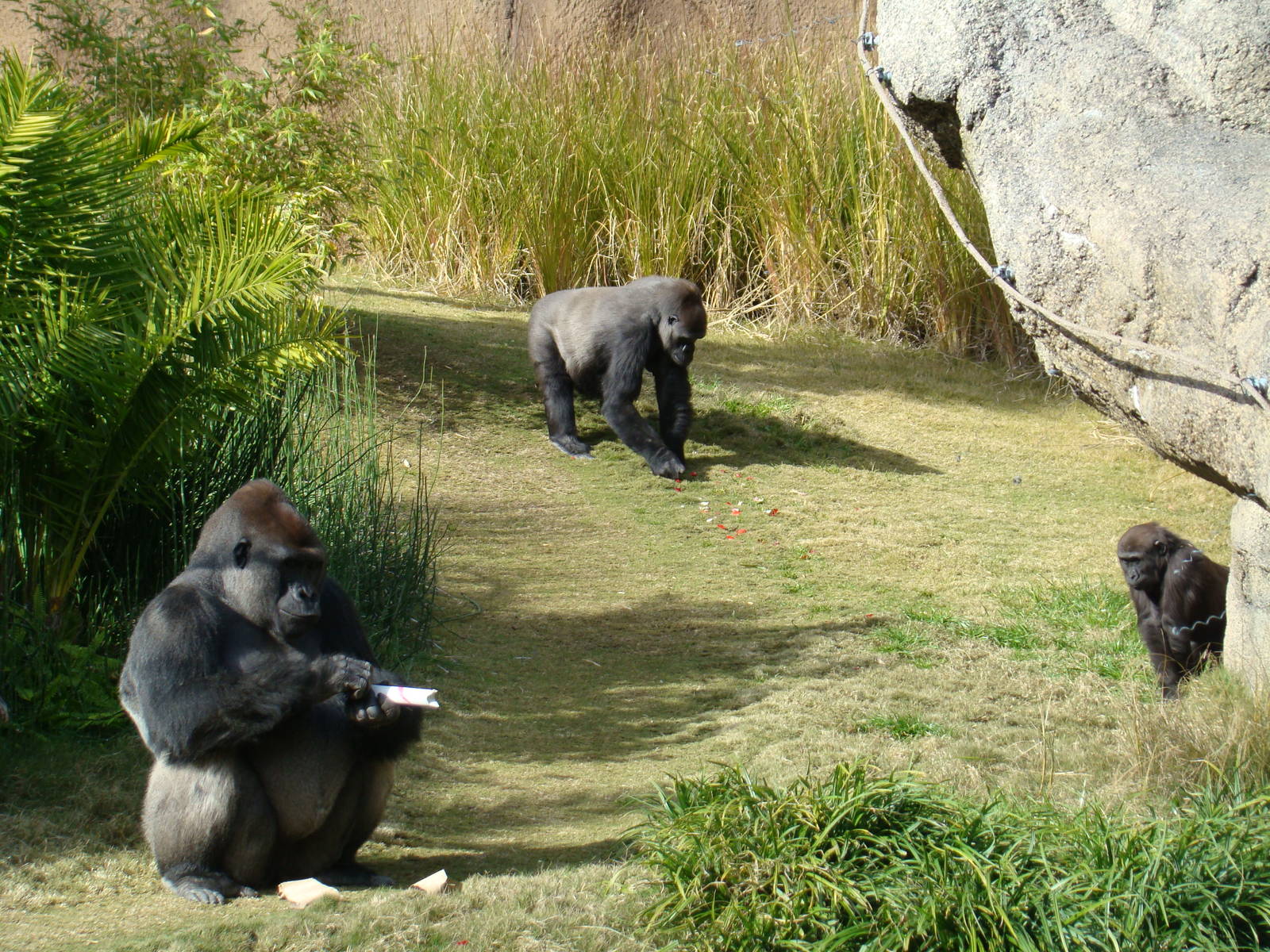 Gorilla Troop at the Los Angeles Zoo