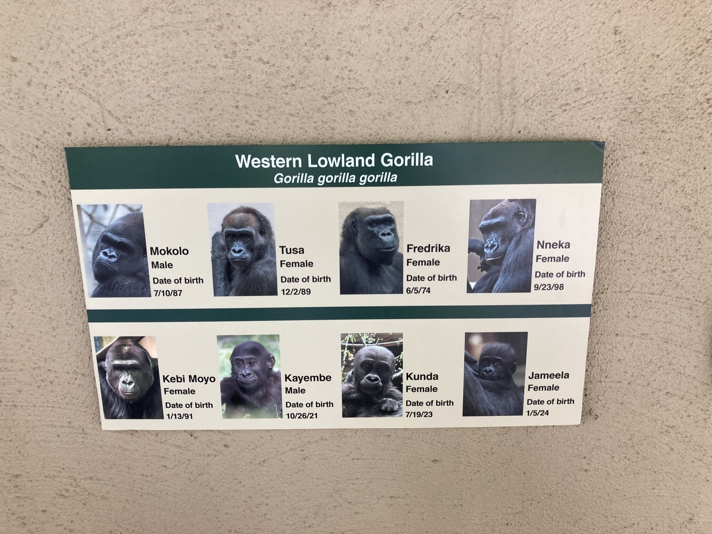Gorilla Troop Signage