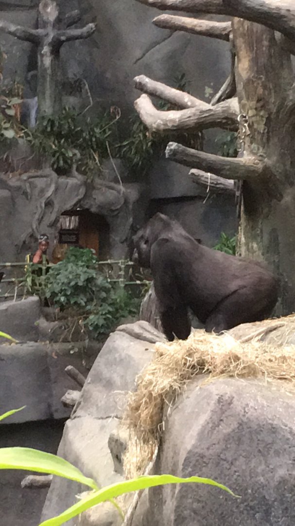 Gorilla - Tropic World