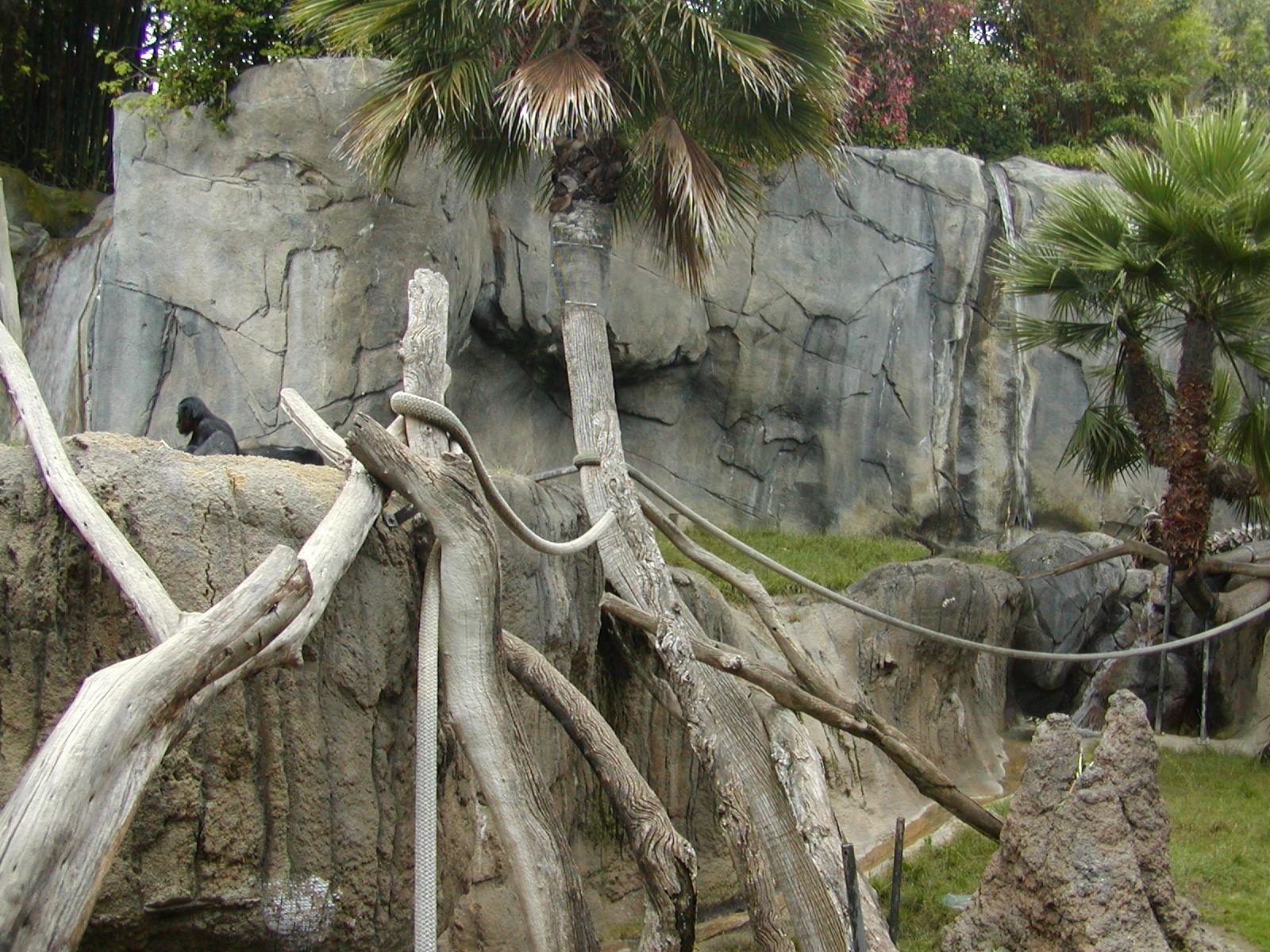 Gorilla Tropics - Bonobo Exhibit