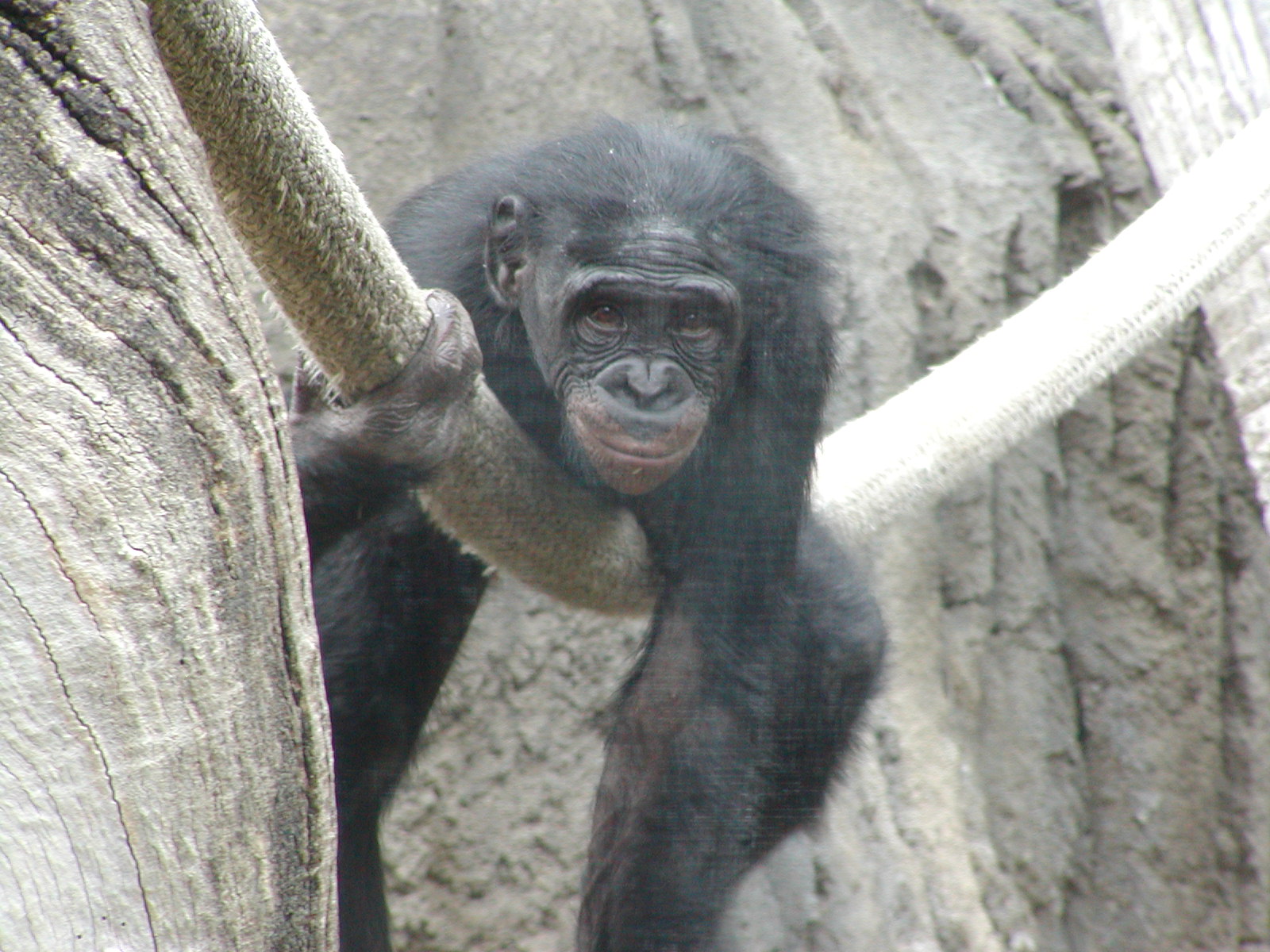 Gorilla Tropics - Bonobo