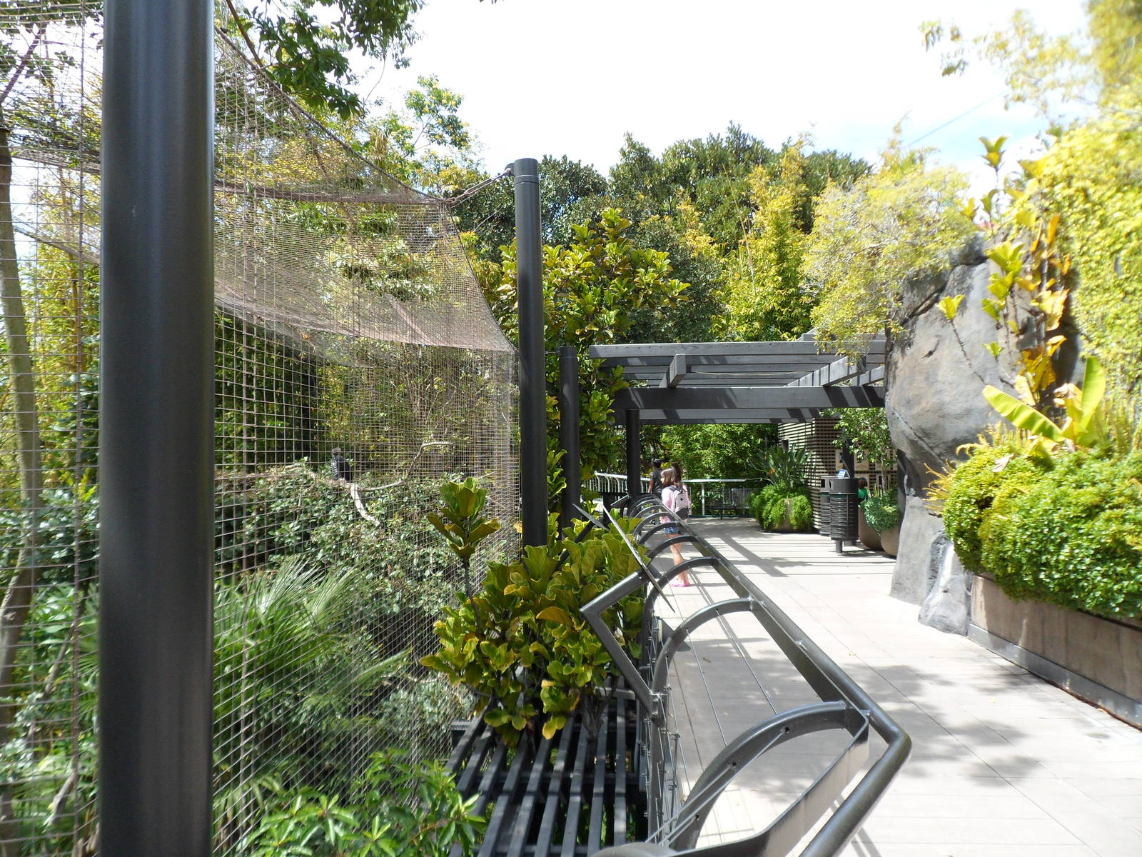 Gorilla Tropics Trail