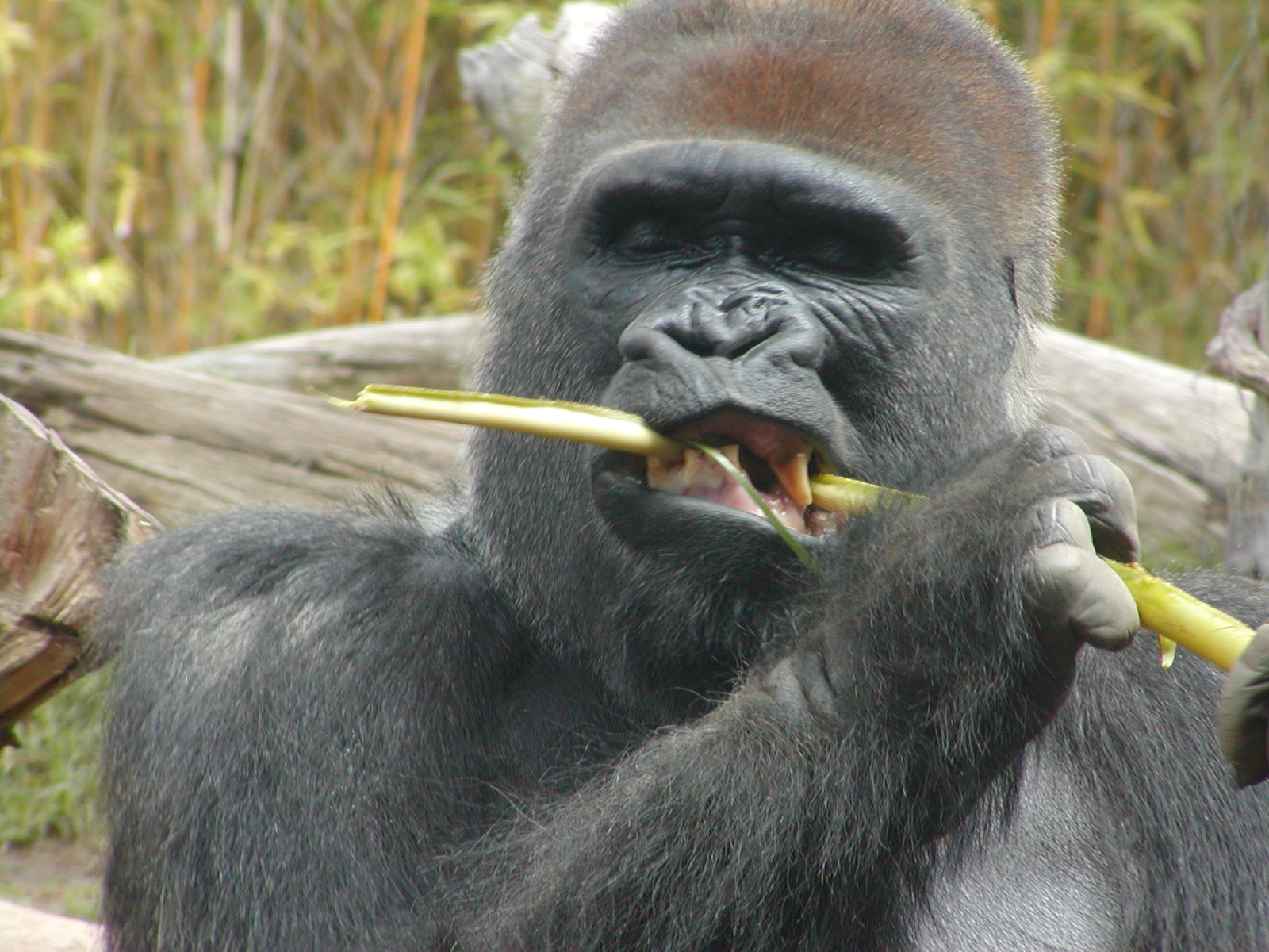 Gorilla Tropics - Western Lowland Gorilla