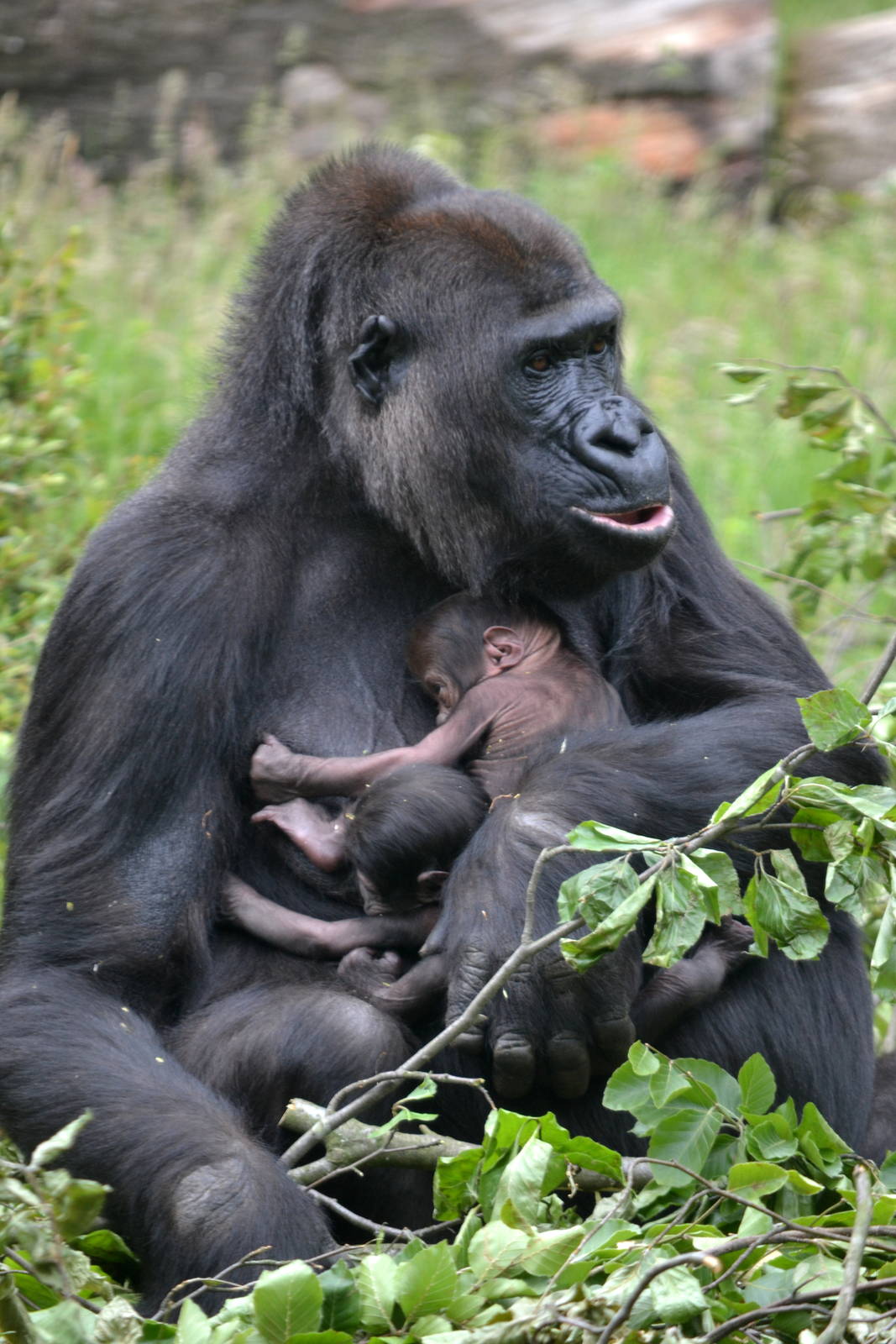 Gorilla twins born