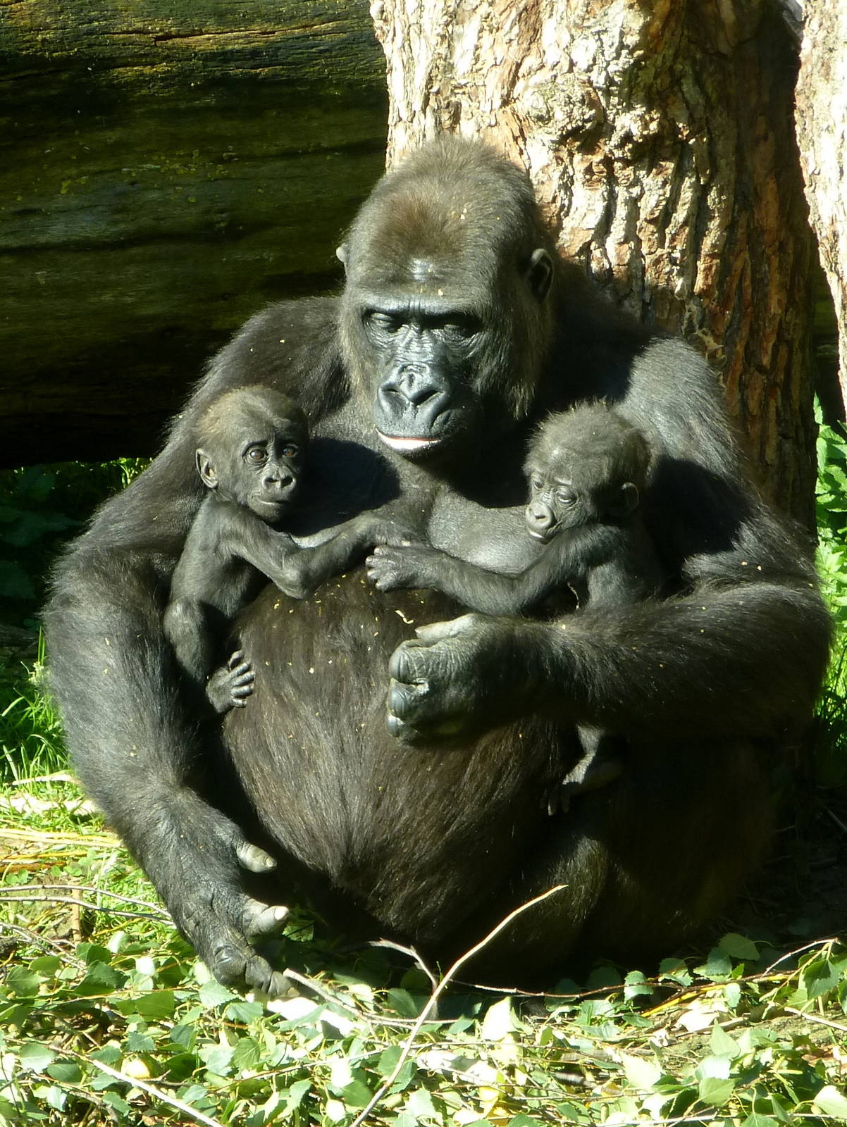 gorilla twins